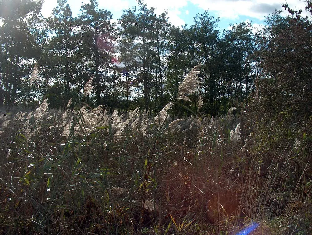 Foto aus Geltinger Birk