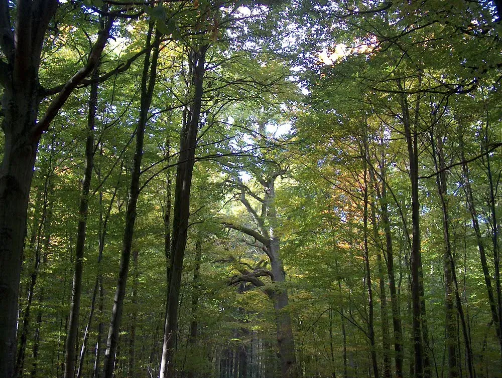 Foto aus Geltinger Birk