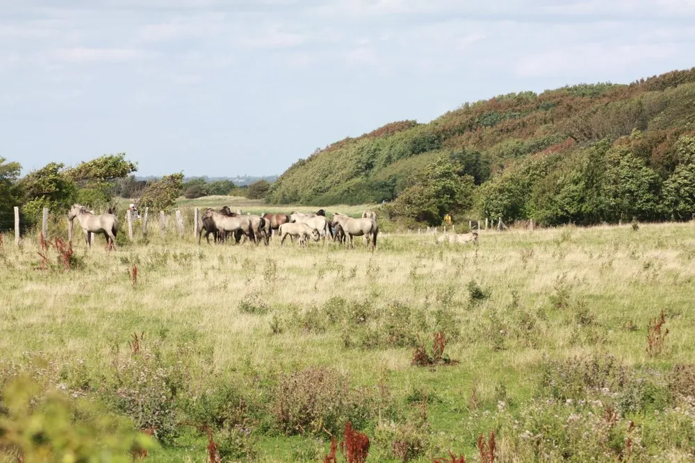 Foto aus Wackerballig & Wildpferde