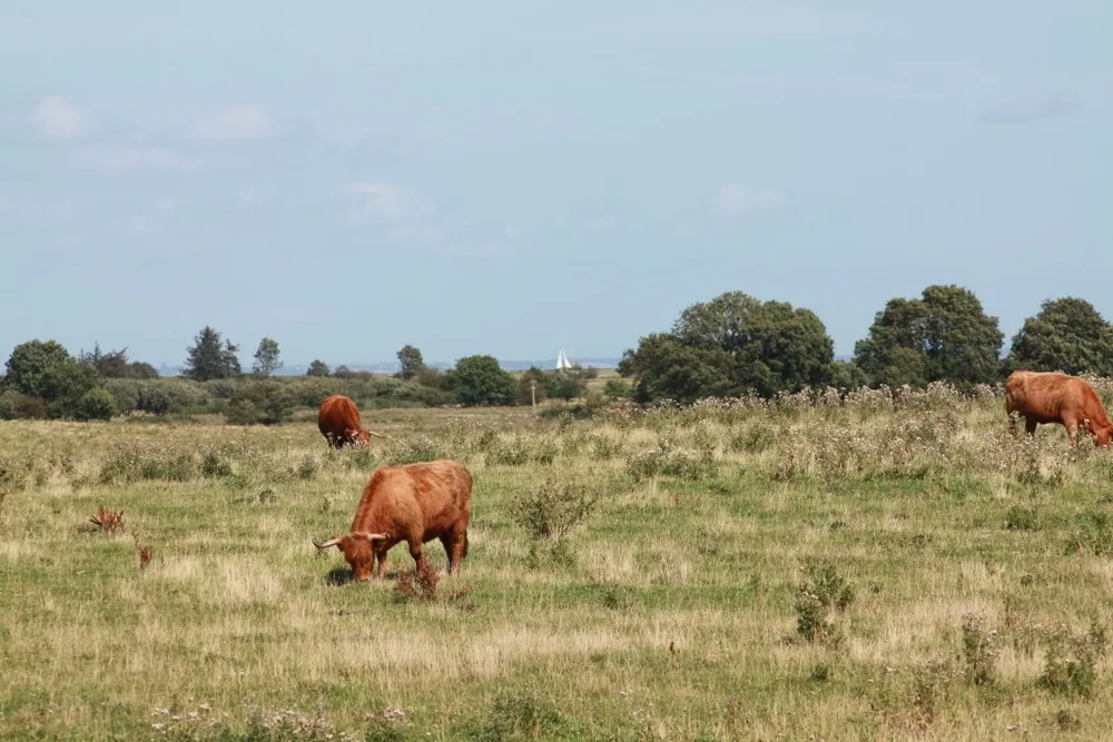 Foto aus Wackerballig & Wildpferde
