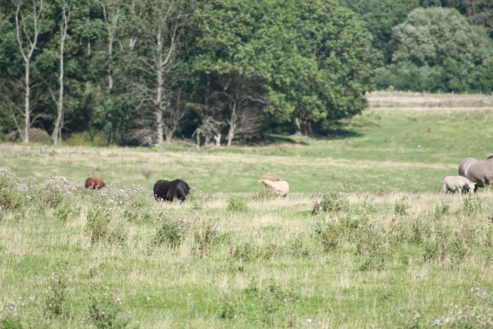 Foto aus Wackerballig & Wildpferde