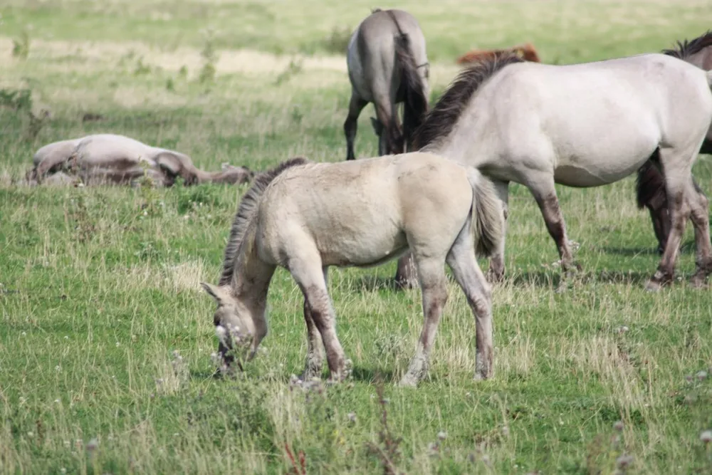 Foto aus Wackerballig & Wildpferde