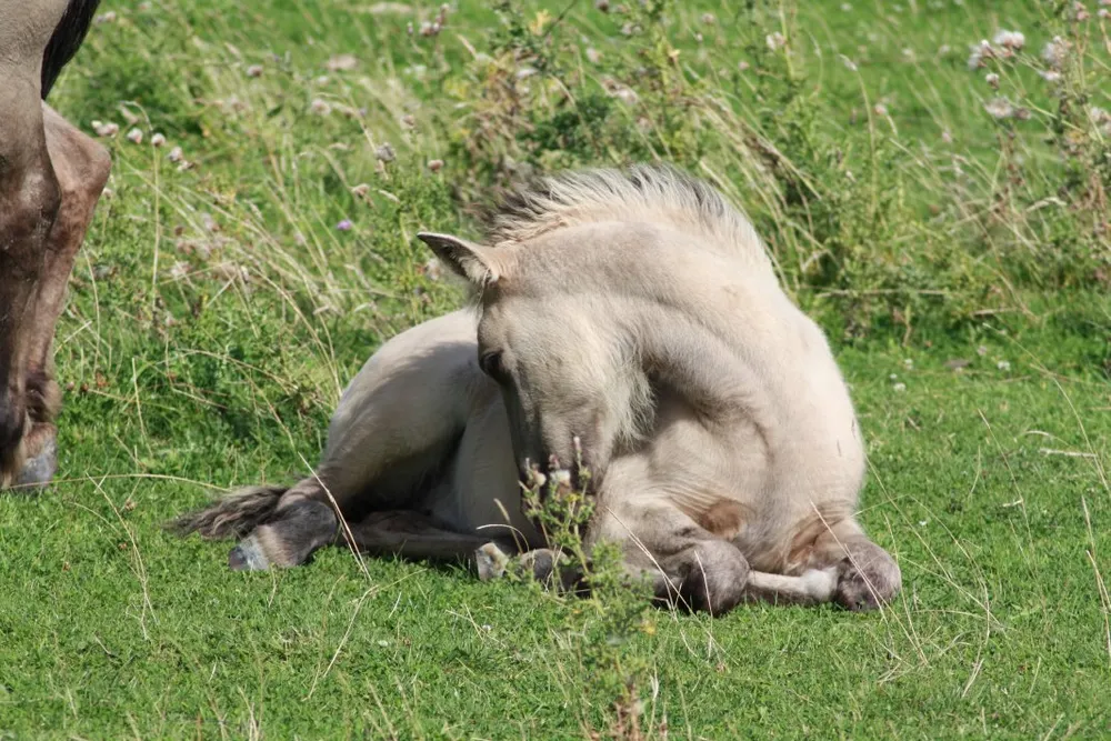Foto aus Wackerballig & Wildpferde