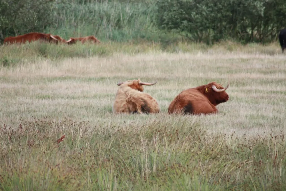 Foto aus Wackerballig & Wildpferde