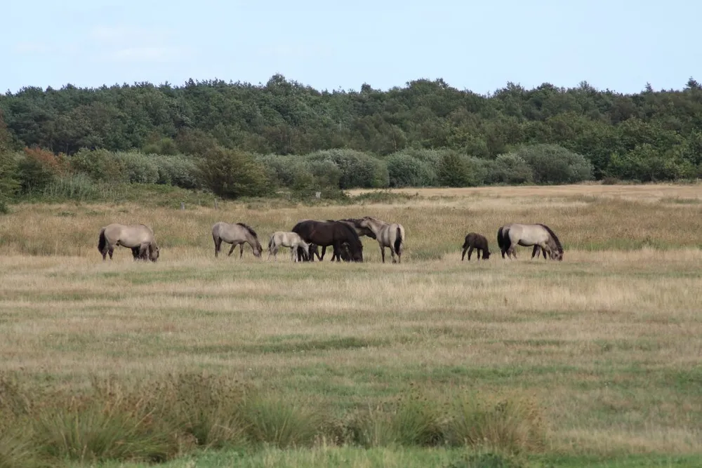Foto aus Wackerballig & Wildpferde