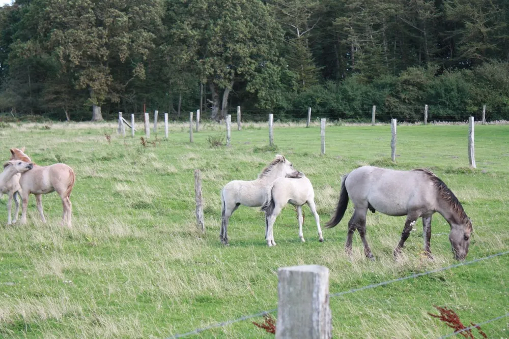 Foto aus Wackerballig & Wildpferde