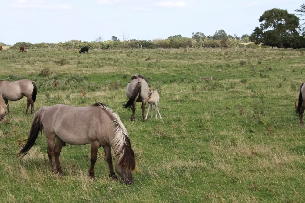 Foto aus Wackerballig & Wildpferde
