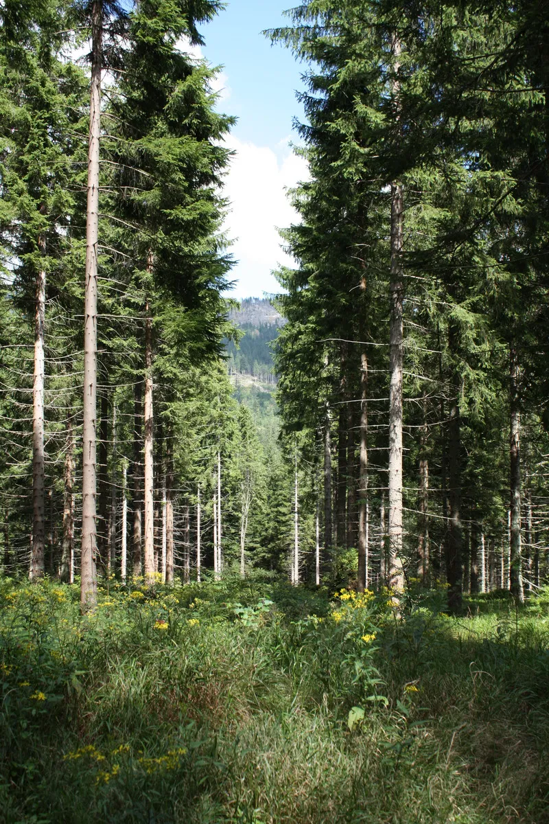 Foto aus Lohberg (Bayerischer Wald)