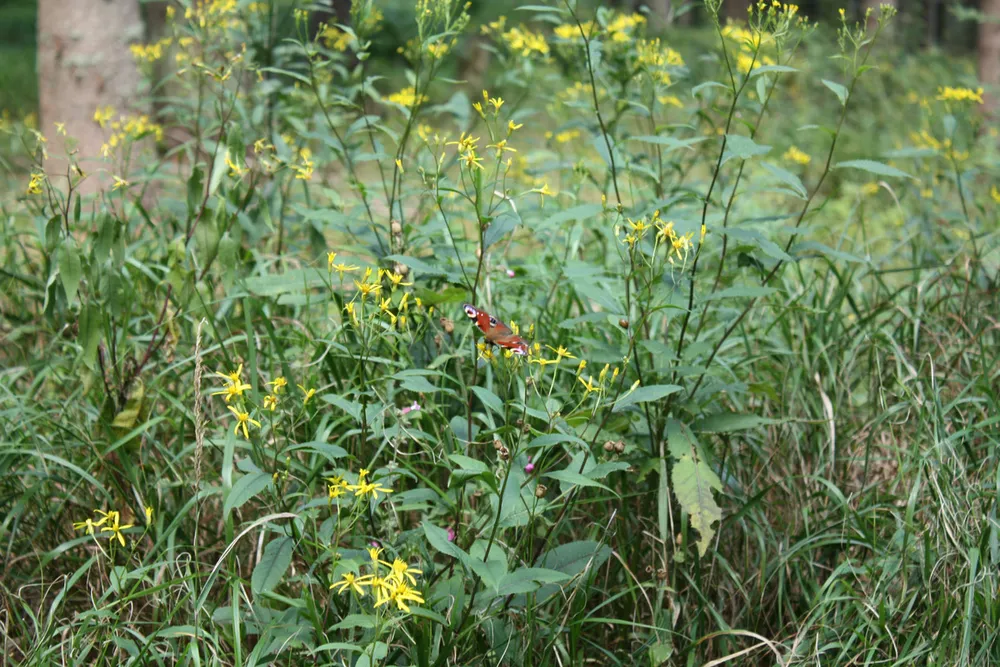 Foto aus Lohberg (Bayerischer Wald)