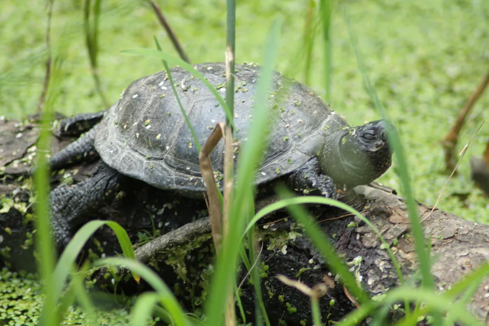 Foto aus Lohberg (Bayerischer Wald)